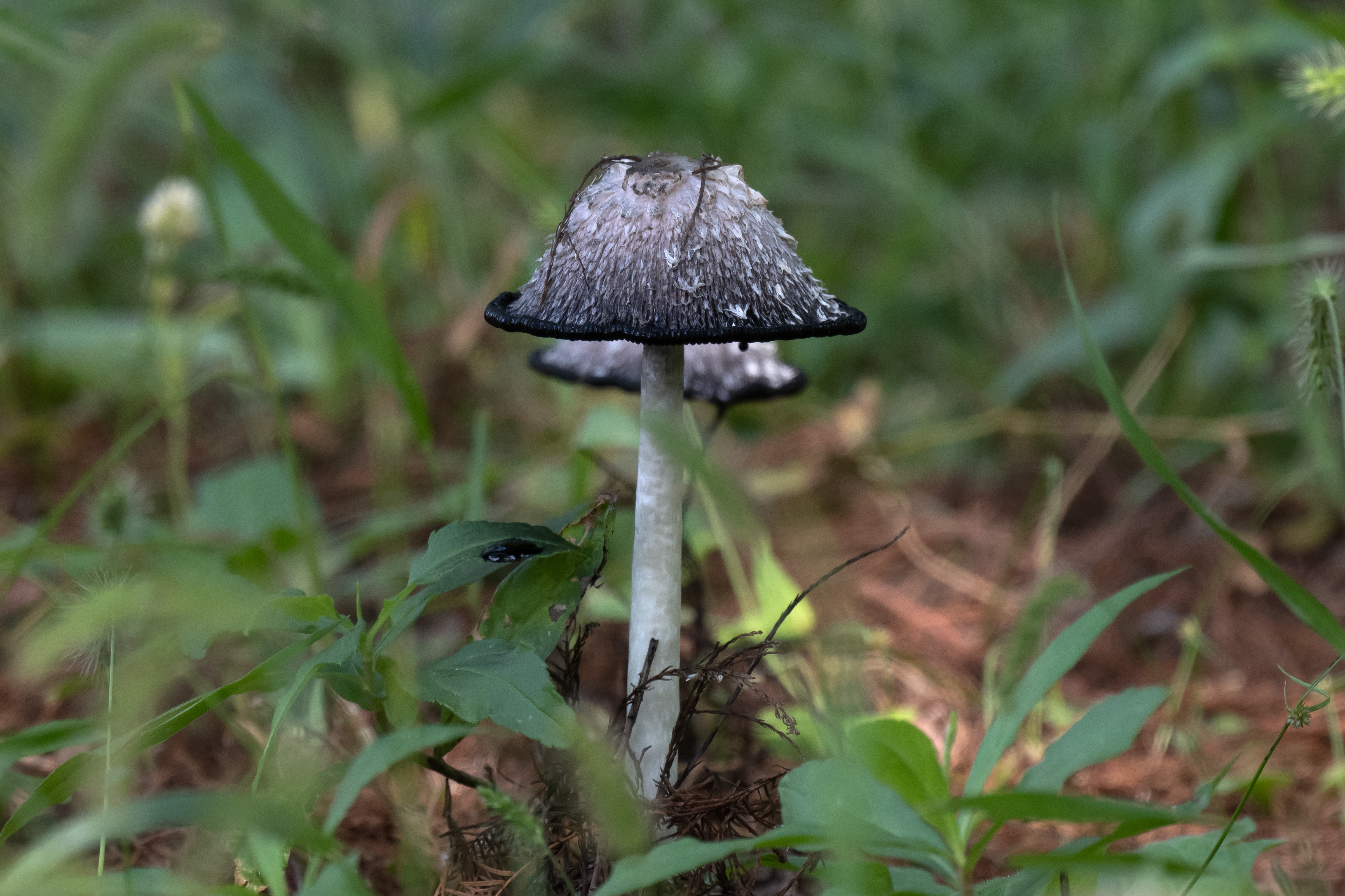 mushroom-image